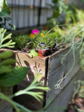 Load image into Gallery viewer, Prism Plant Bubbly Pink
